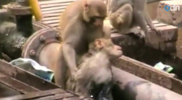 UN SINGE HÉROÏQUE SAUVE SON CONGÉNÈRE DE LA MORT !