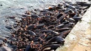 Amazing catfish in India – Impresionantes peces gato – Les poisson-chats de Jaisalmer (Inde)