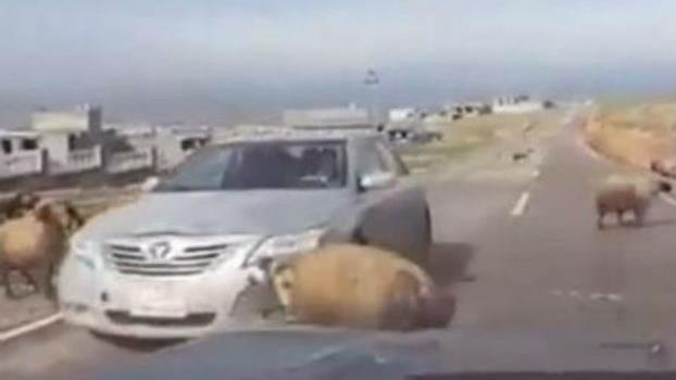 Vidéo: un mouton donne un violent coup de tête à une voiture