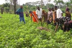 Le secteur agricole, gisement d’emplois pour la jeunesse africaine