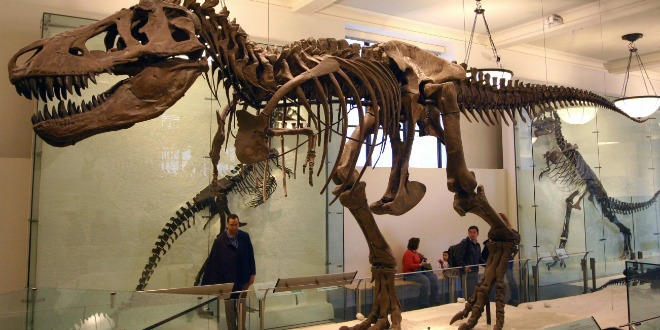 Le squelette du dinosaure volé au Maroc a été restitué
