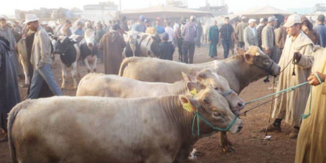 Alerte à la fièvre aphteuse dans la région de l’Oriental
