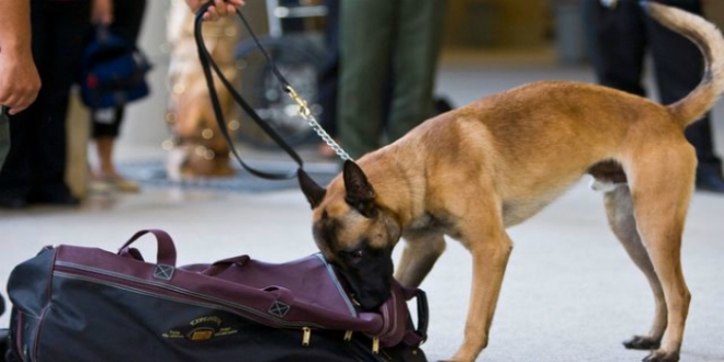 Des chiens renifleurs « saisissent » 100 kilos de hachisch au port de Tanger Med