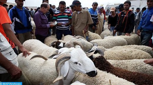 Aid Al Adha : Prix de vente moyens des animaux destinés à l’abattage au niveau national