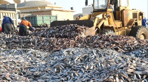 La Mauritanie 3e exportateur de poissons vers le Cameroun