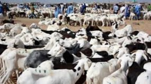 Mauritanie-Sénégal : Les revenus de la vente de bétails dépasseront 8 milliards MRO